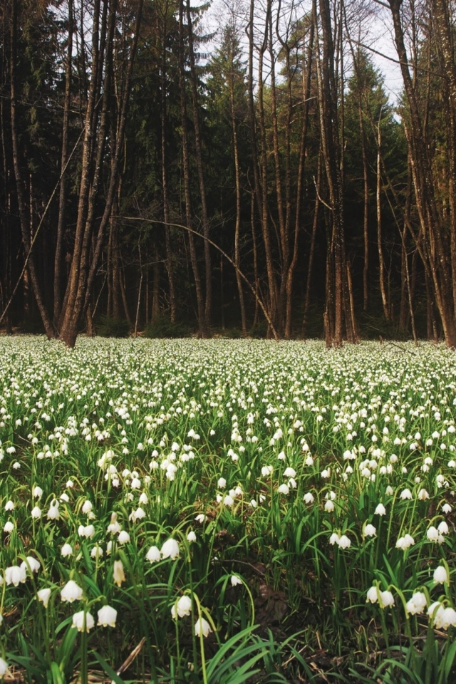 Белое цветение весной