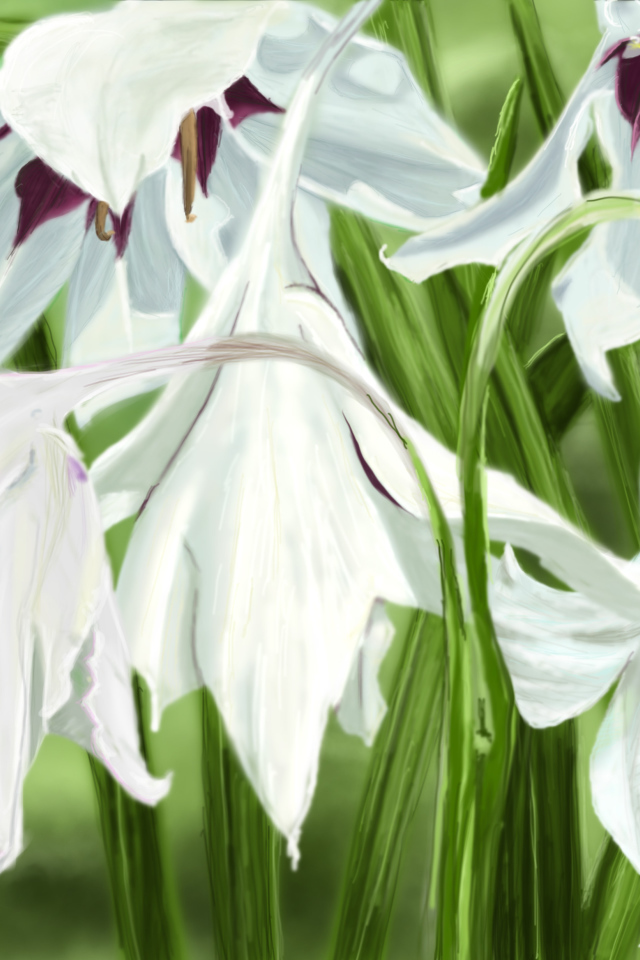 Белые цветы ирисы