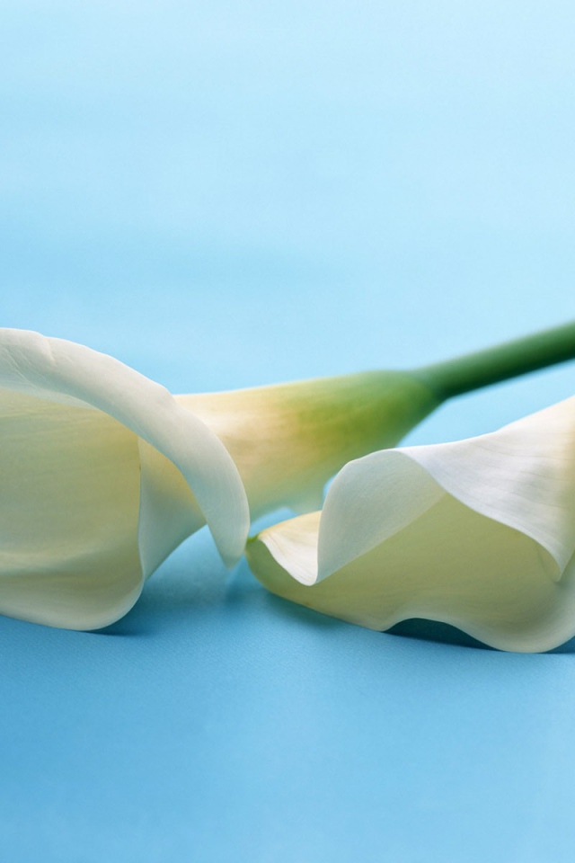 Белые цветы на белом фоне