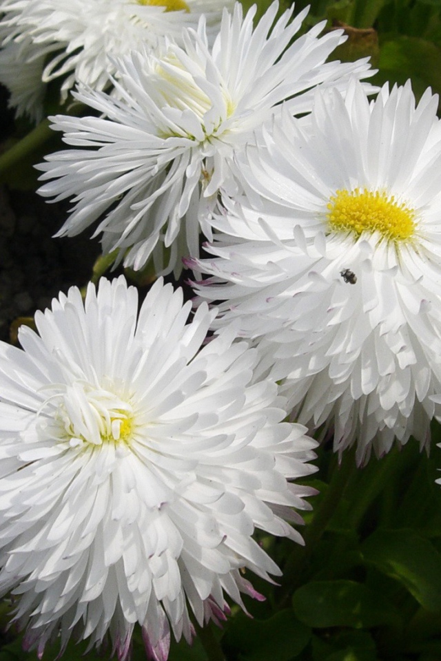 Белые пушистые цветы