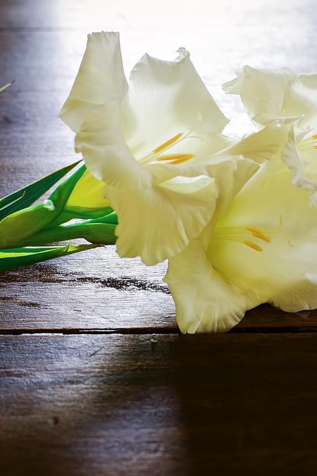Белые гладиолусы на столе