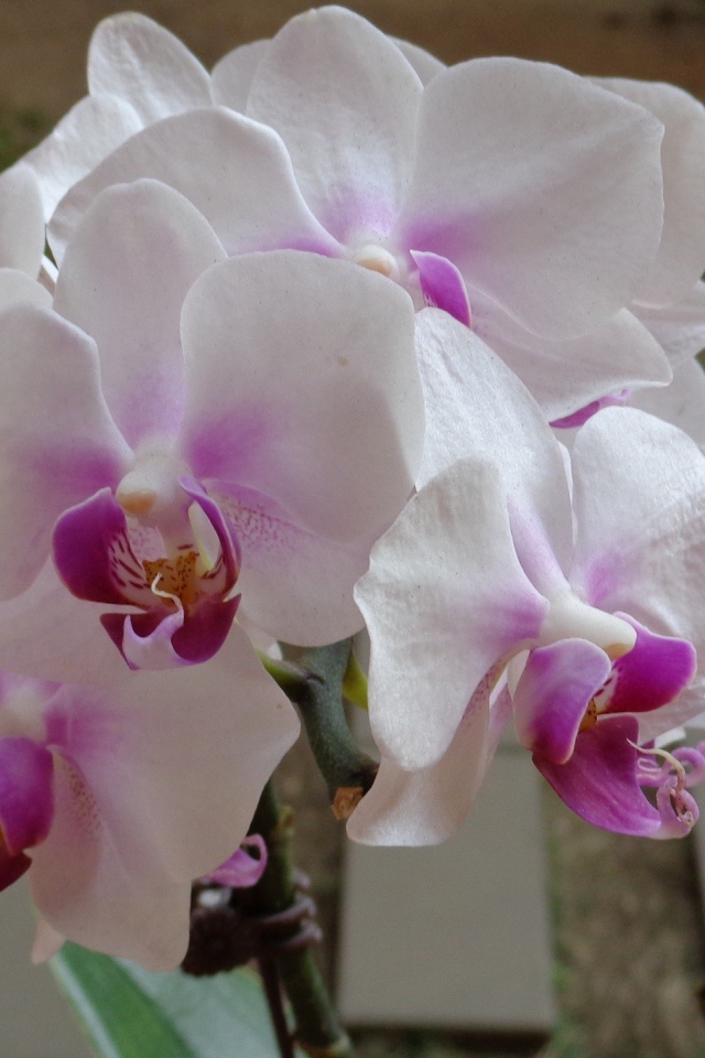 Бело сиреневые орхидеи