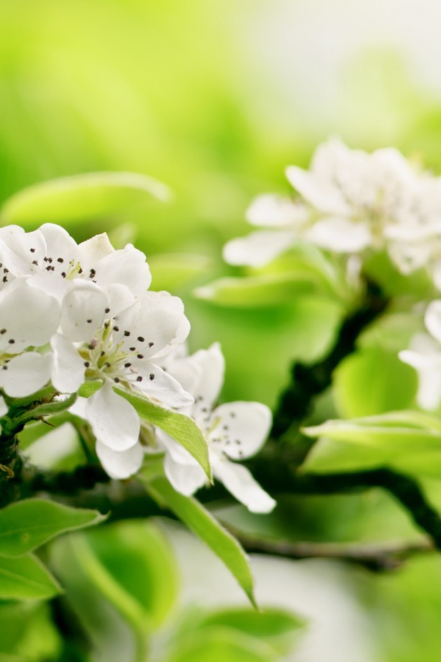 Белый цвет на зеленом фоне