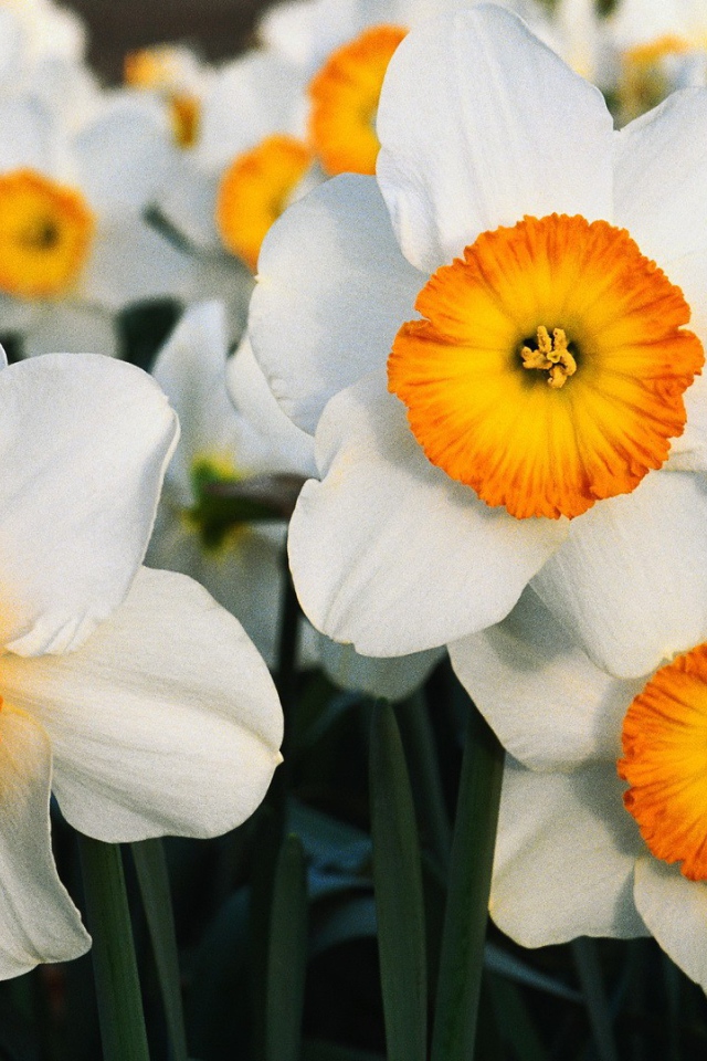 Бело оранжевые цветы