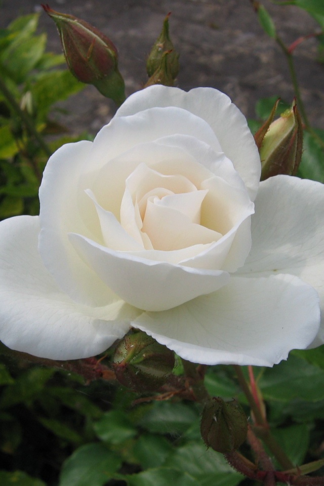 Белая роза и бутон