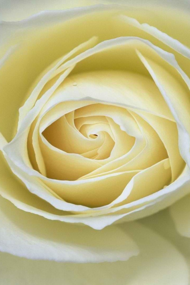 Белая роза крупным планом