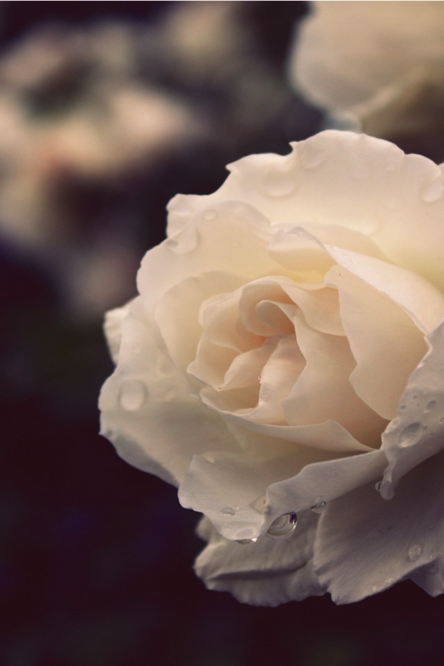 Белая роза вечером в саду