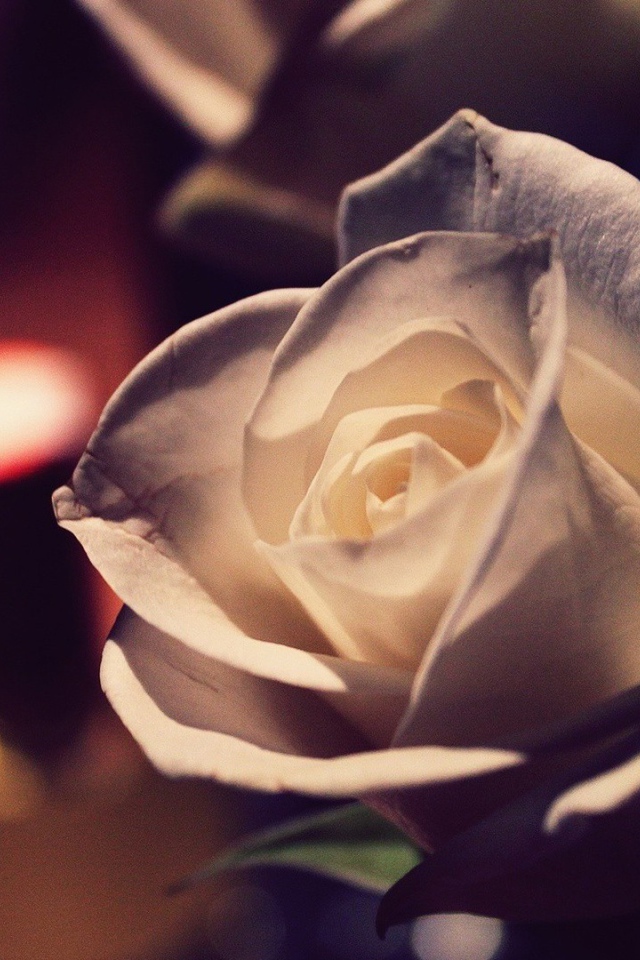 Белая роза вечером в комнате