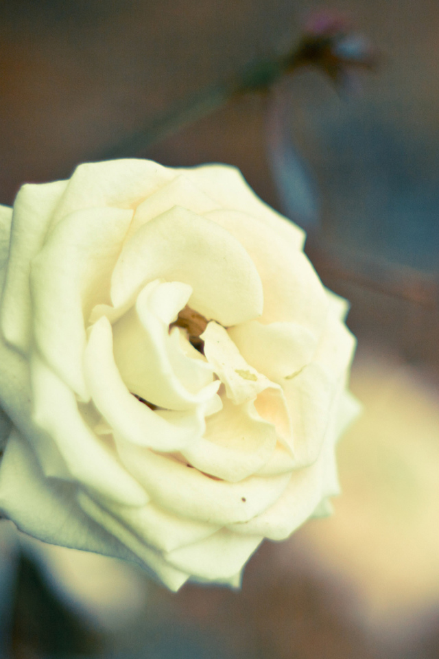 Белая роза в саду на закате