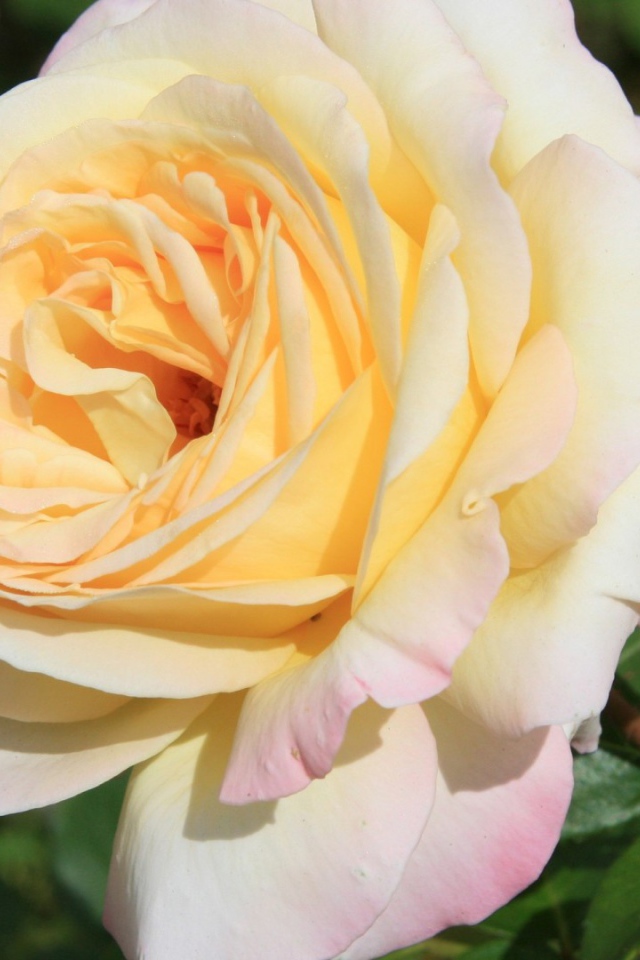 Белая роза на фоне разноцветных цветов