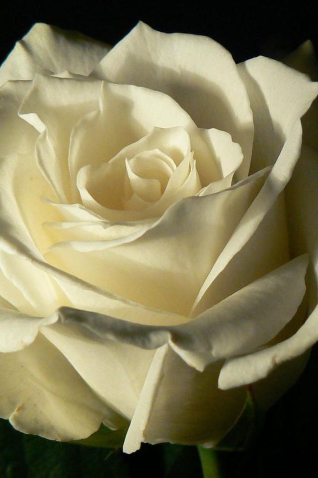 Белая роза на чёрном фоне