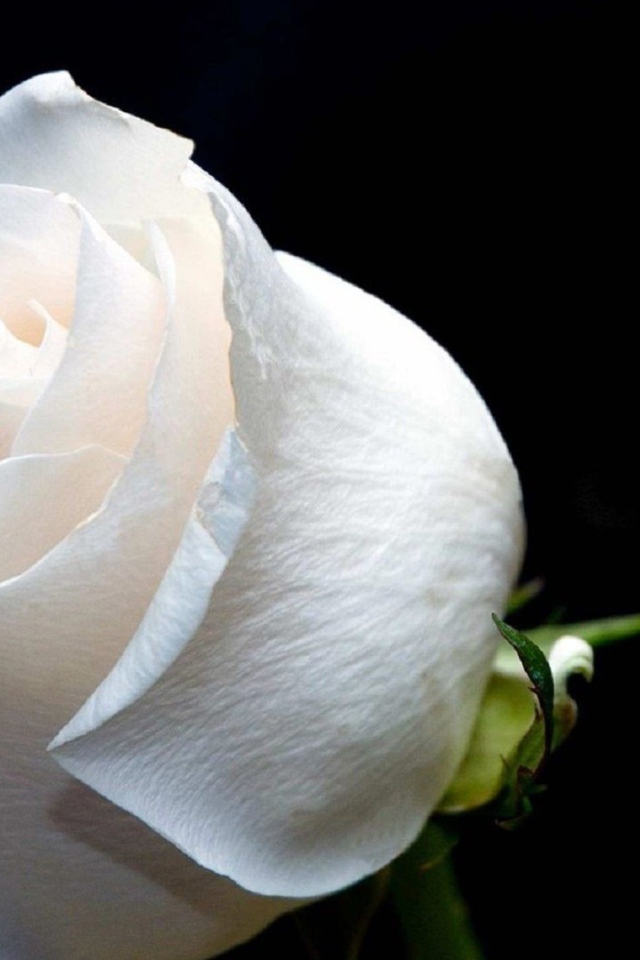 Белая роза на чёрном фоне крупным планом