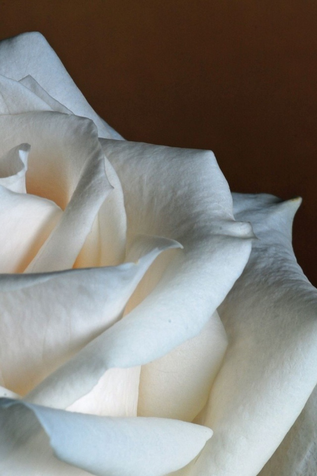 Белая роза на коричневом фоне крупным планом