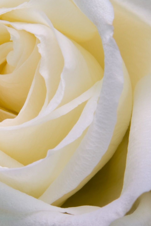 Белые розы крупным планом