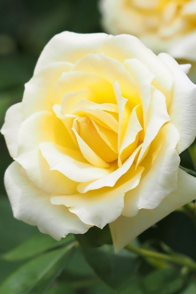 Белые розы в саду