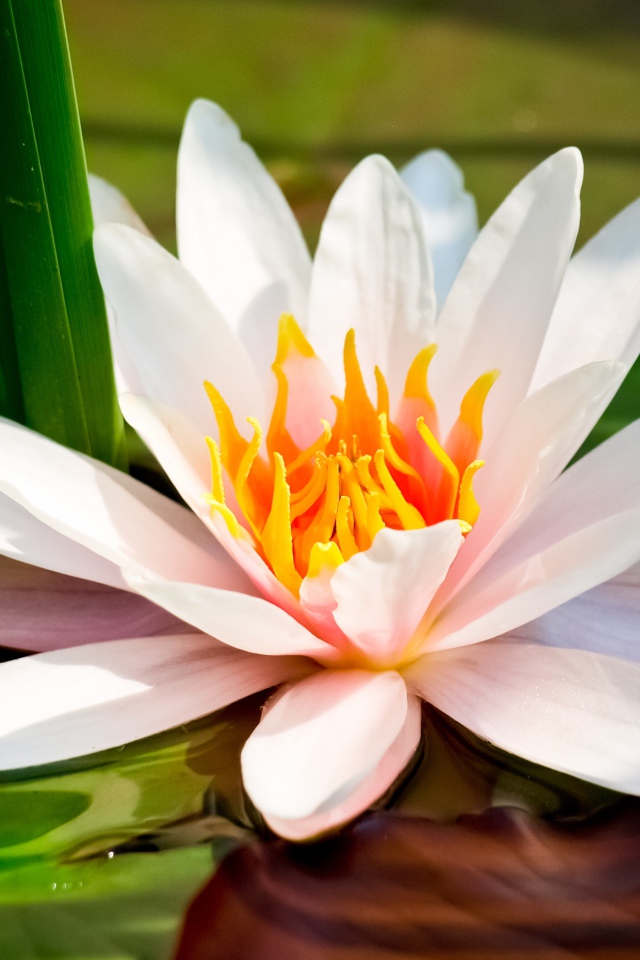 Белая водяная лилия