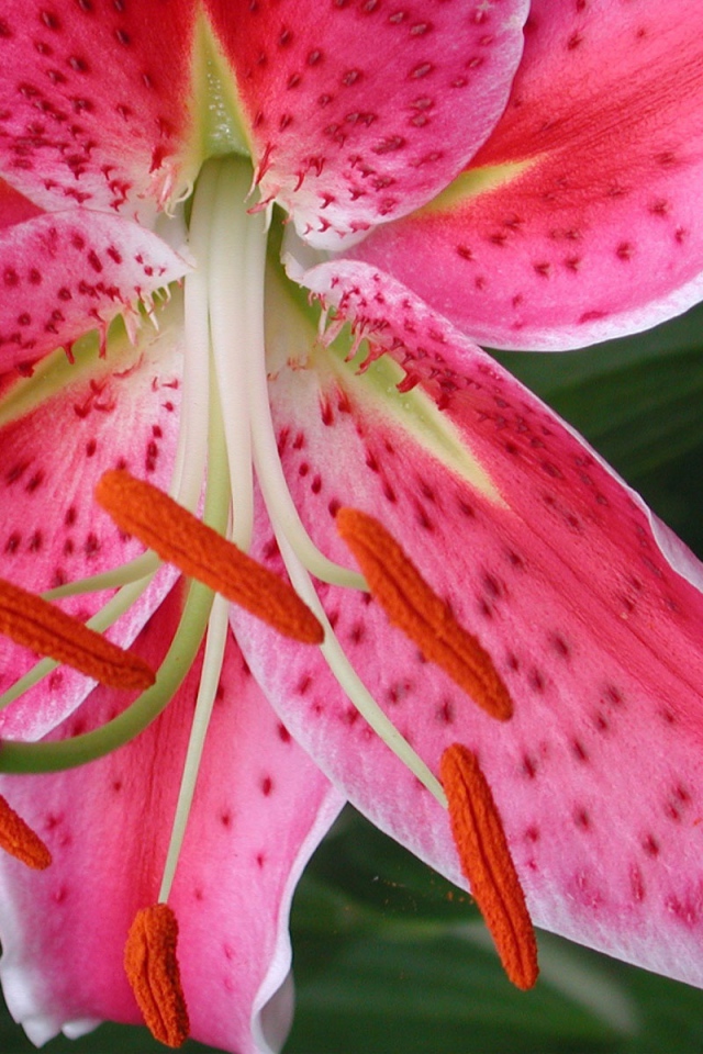 Обои с красным цветком