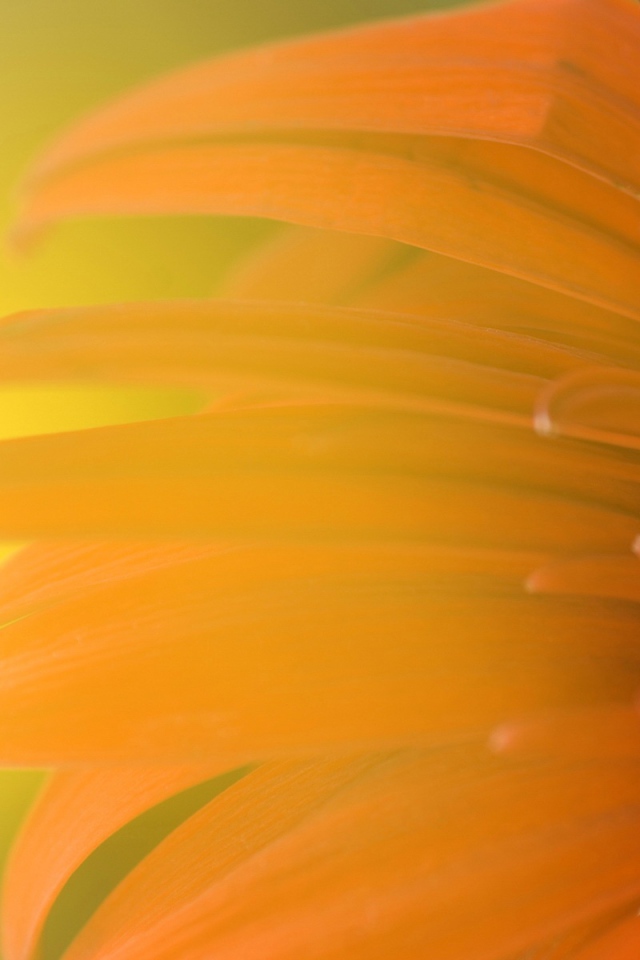 Обои с подсолнухом 