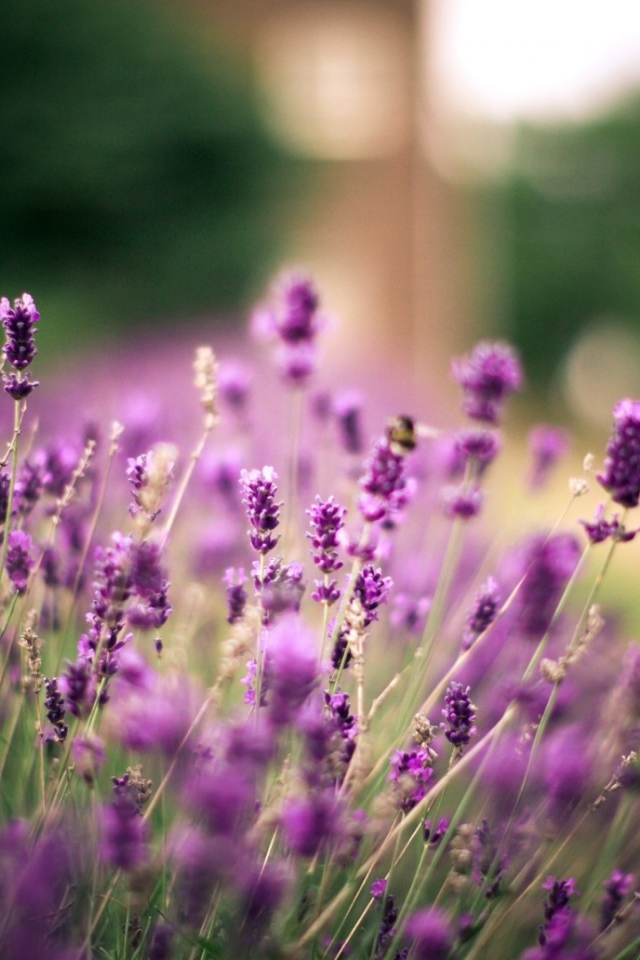 Полевые растения и ветер