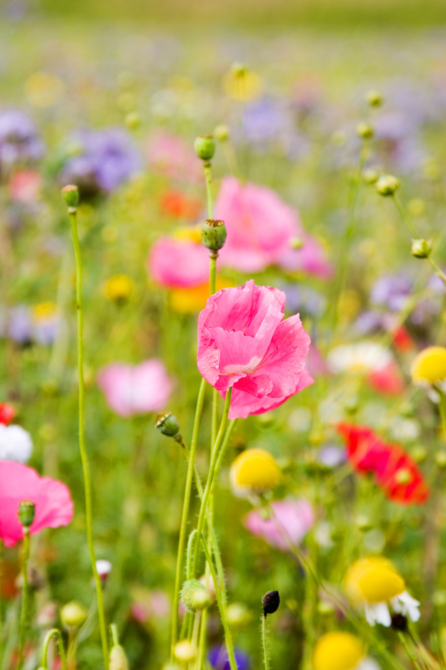 Полевые цветы