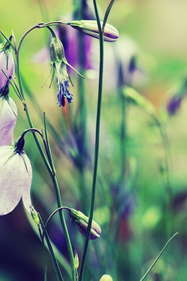 Полевые цветы колокольчики