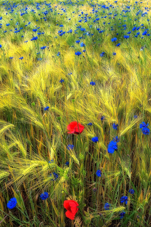 Полевые цветы на Украине