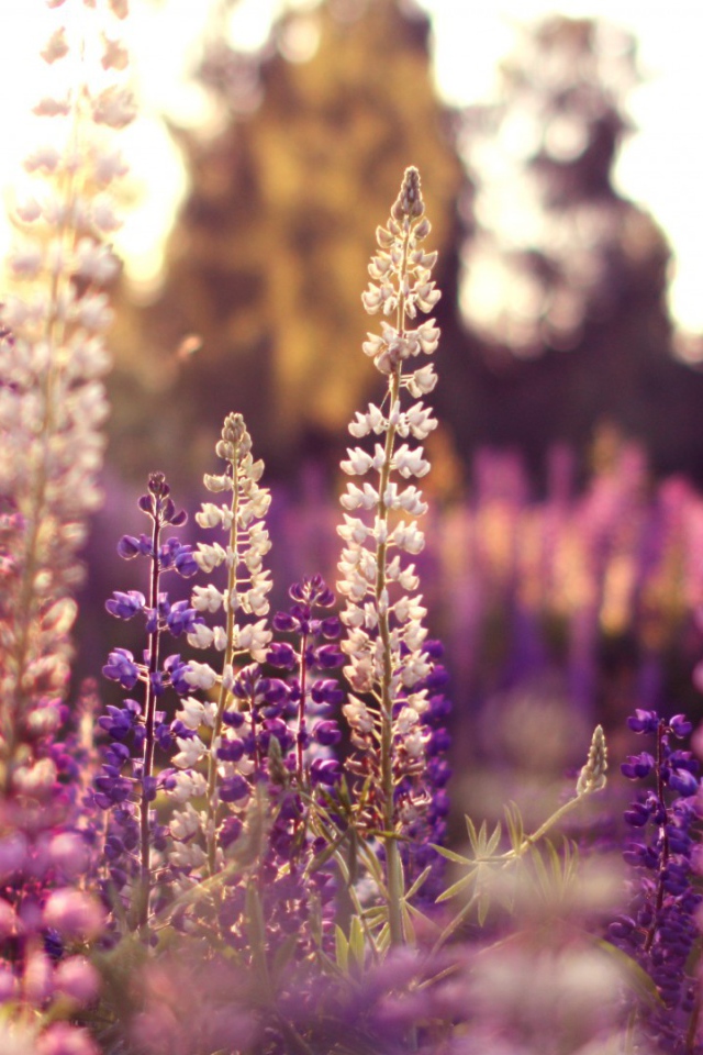 Полевые цветы в лучах солнца