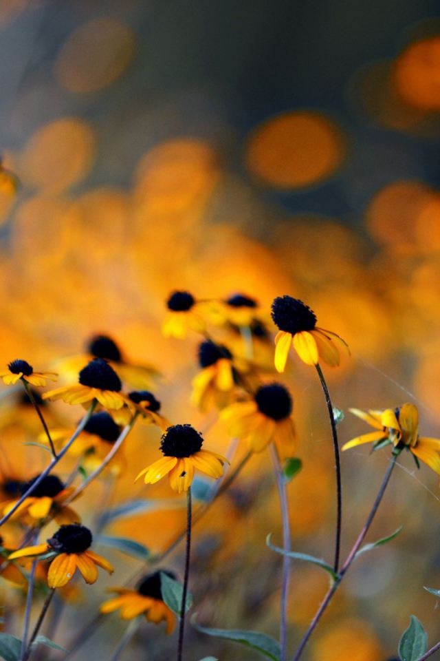 Увядшие в поле цветы