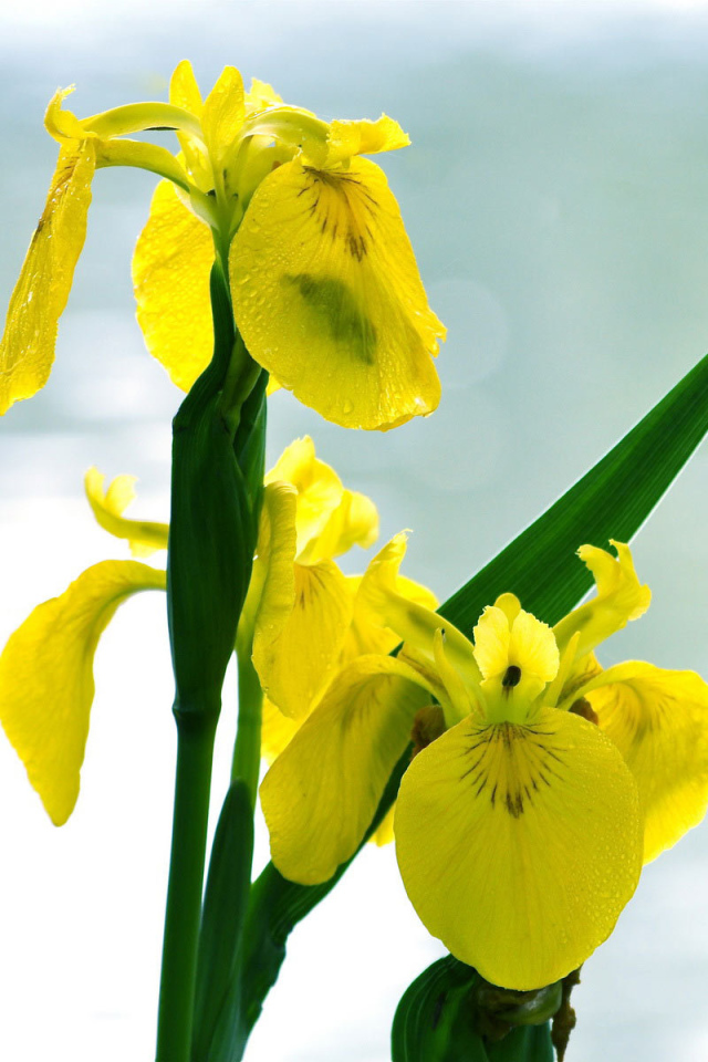 Желтые ирисы