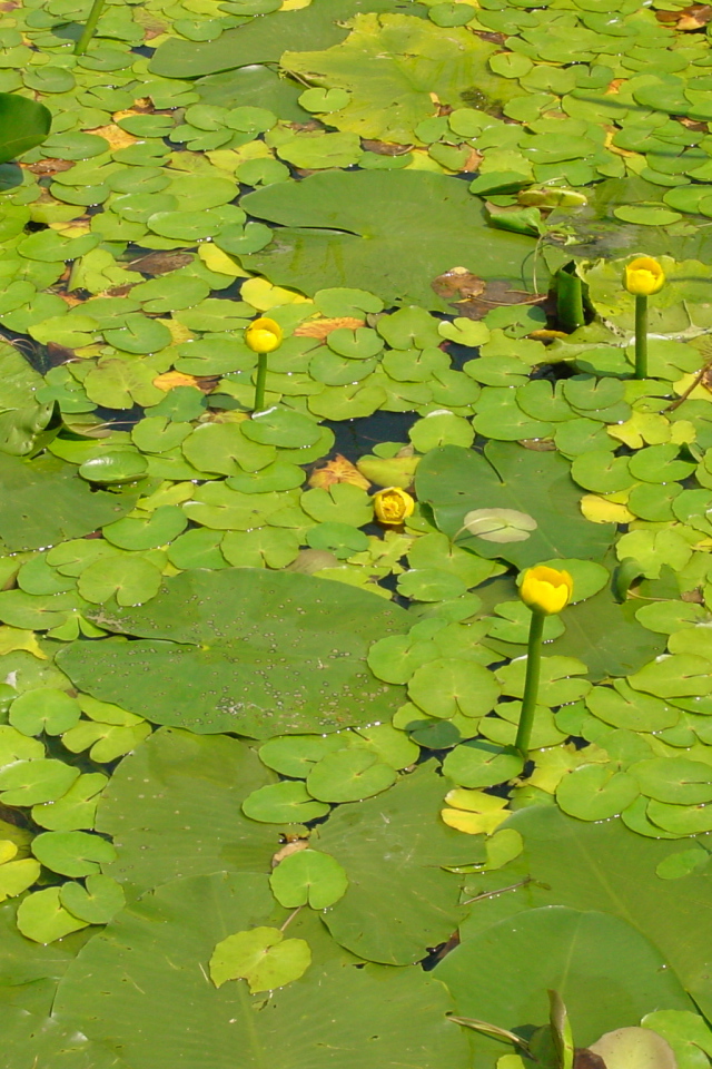 Желтая кубышка на воде