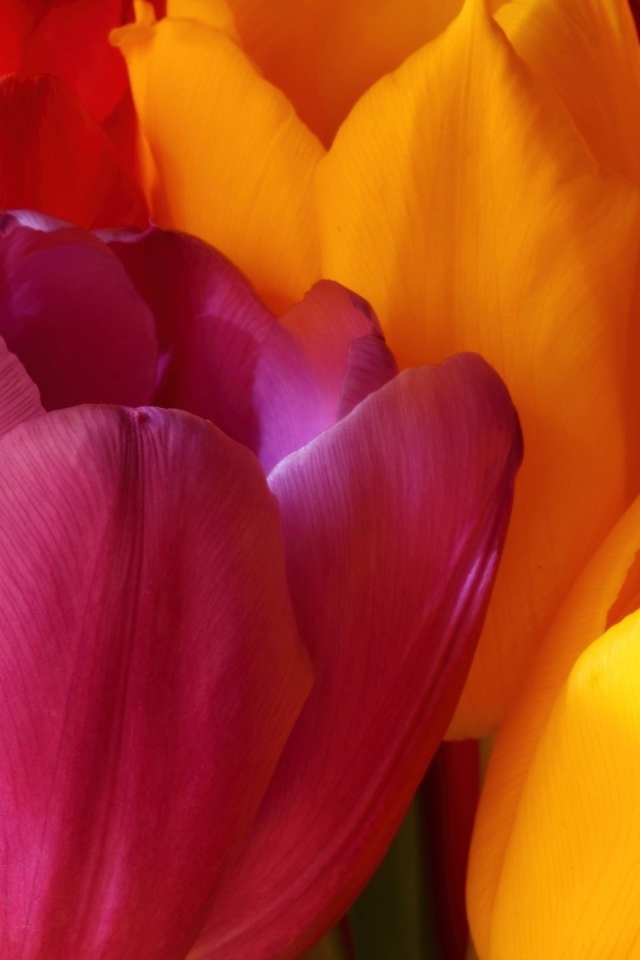 Желтые и красные тюльпаны