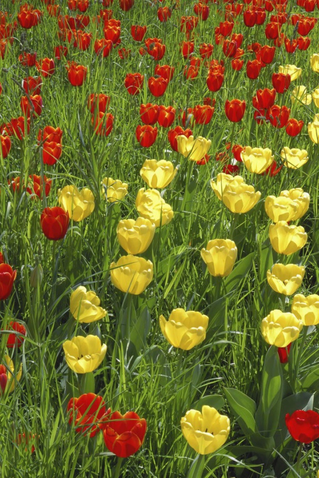 Желтые и красные тюльпаны на поле