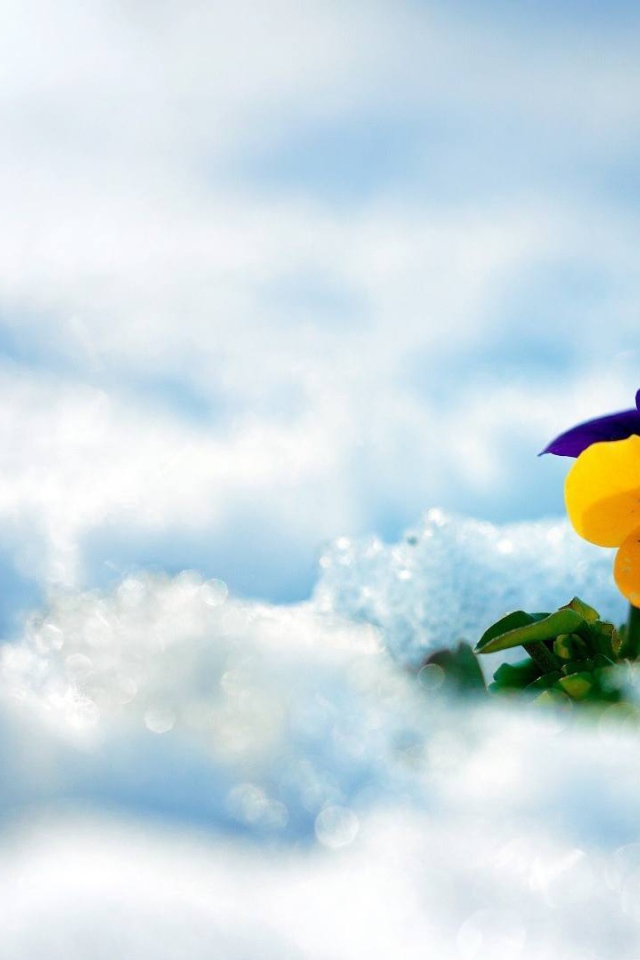 Желтый красивый цветок анютины глазки