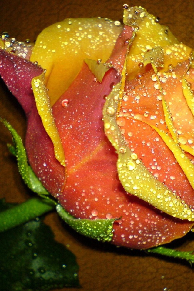 Прекрасная желтая роза