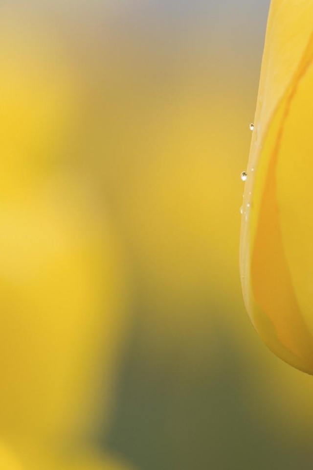 Желтый бутон