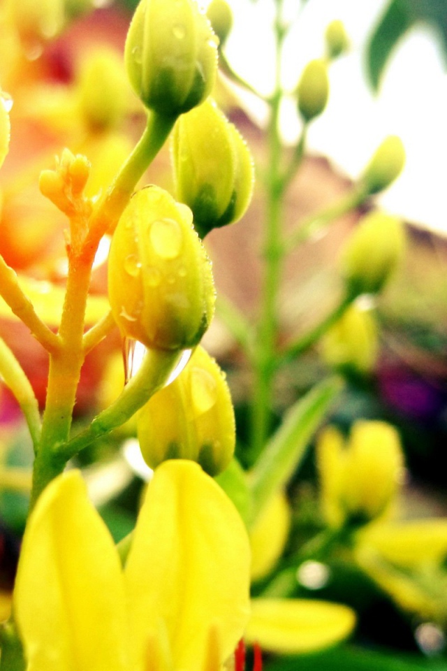 Желтые бутоны с каплями воды