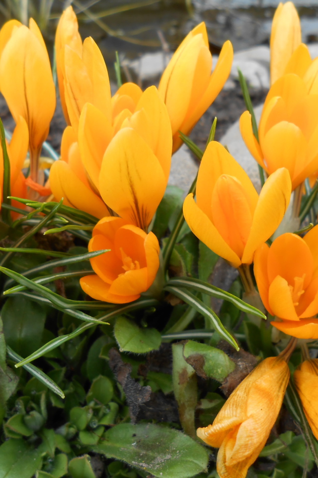 Цветы желтые крокусы на поляне