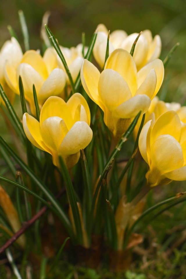 Желтые крокусы на поляне