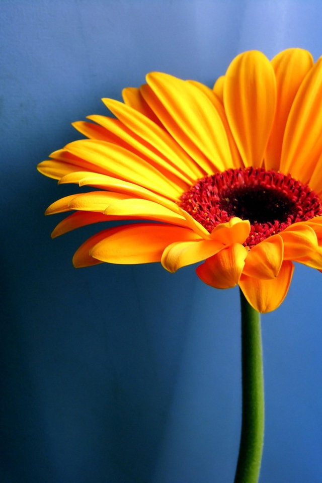 Оранжевая ромашка