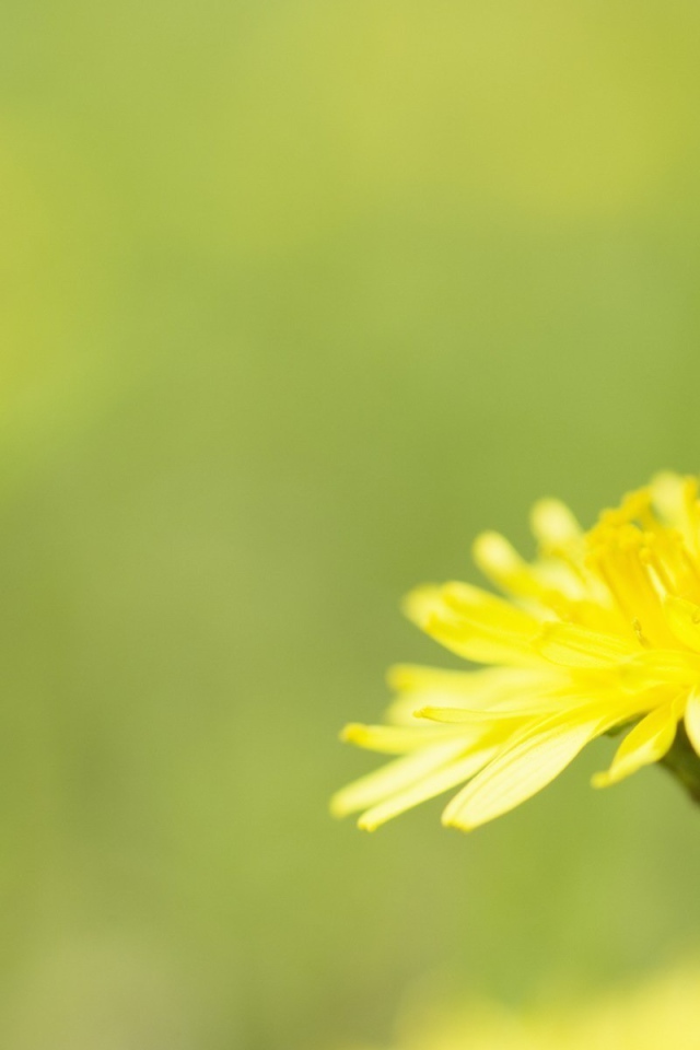 Желтый одуванчик