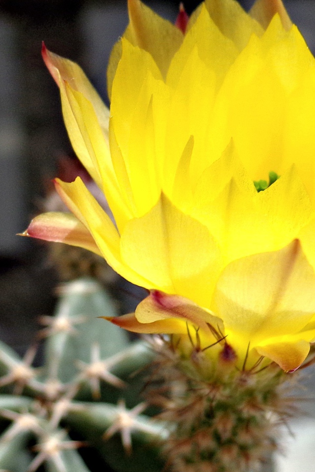 Желтый цветок 