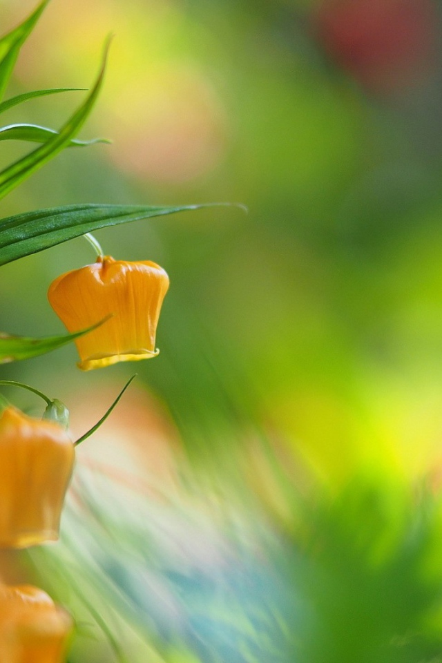 Желтый цветок