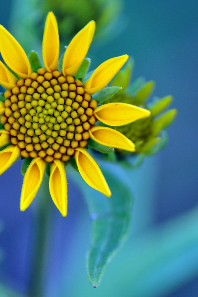 Желтый цветок