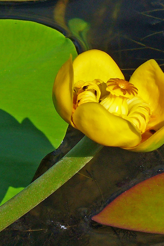 Цветок желтая кубышка