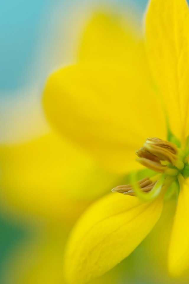 Желтый цветок на размытом фоне