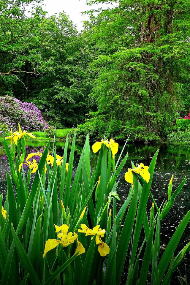 Желтые цветы на берегу озера