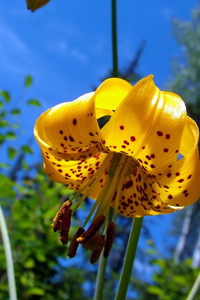Желтые цветы с пятнами