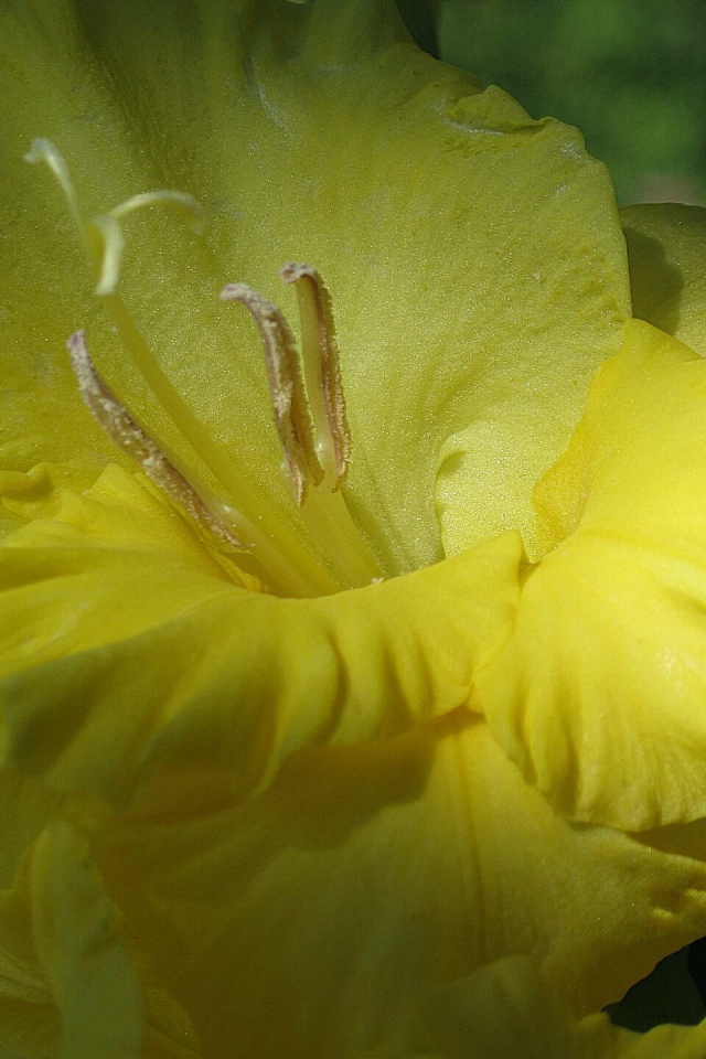 Цветок желтого гладиолуса