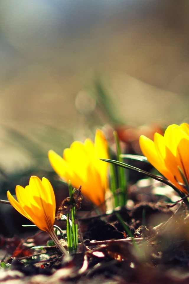 Жёлтые фонари