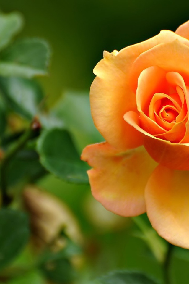 Желто оранжевая роза